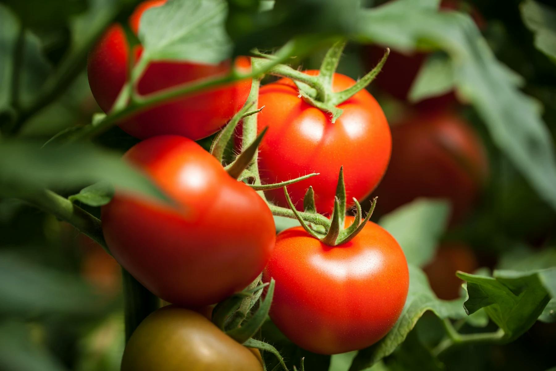 An image of tomatoes. 